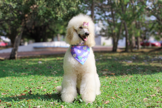 Bandana San Valentin