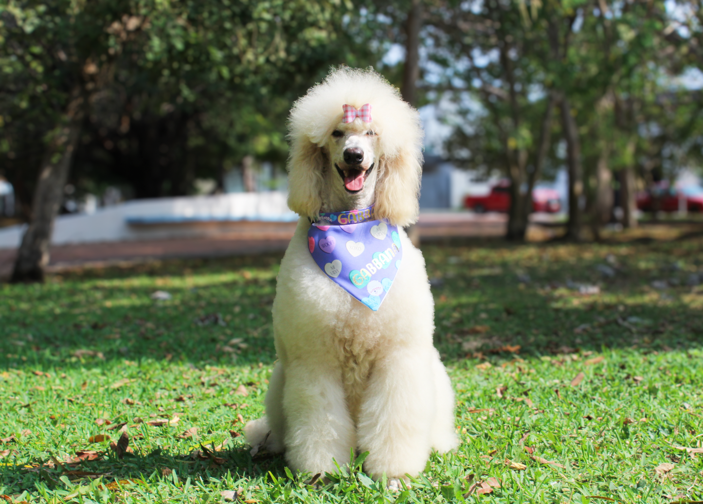 Bandana Sweetheart Candy / My humans