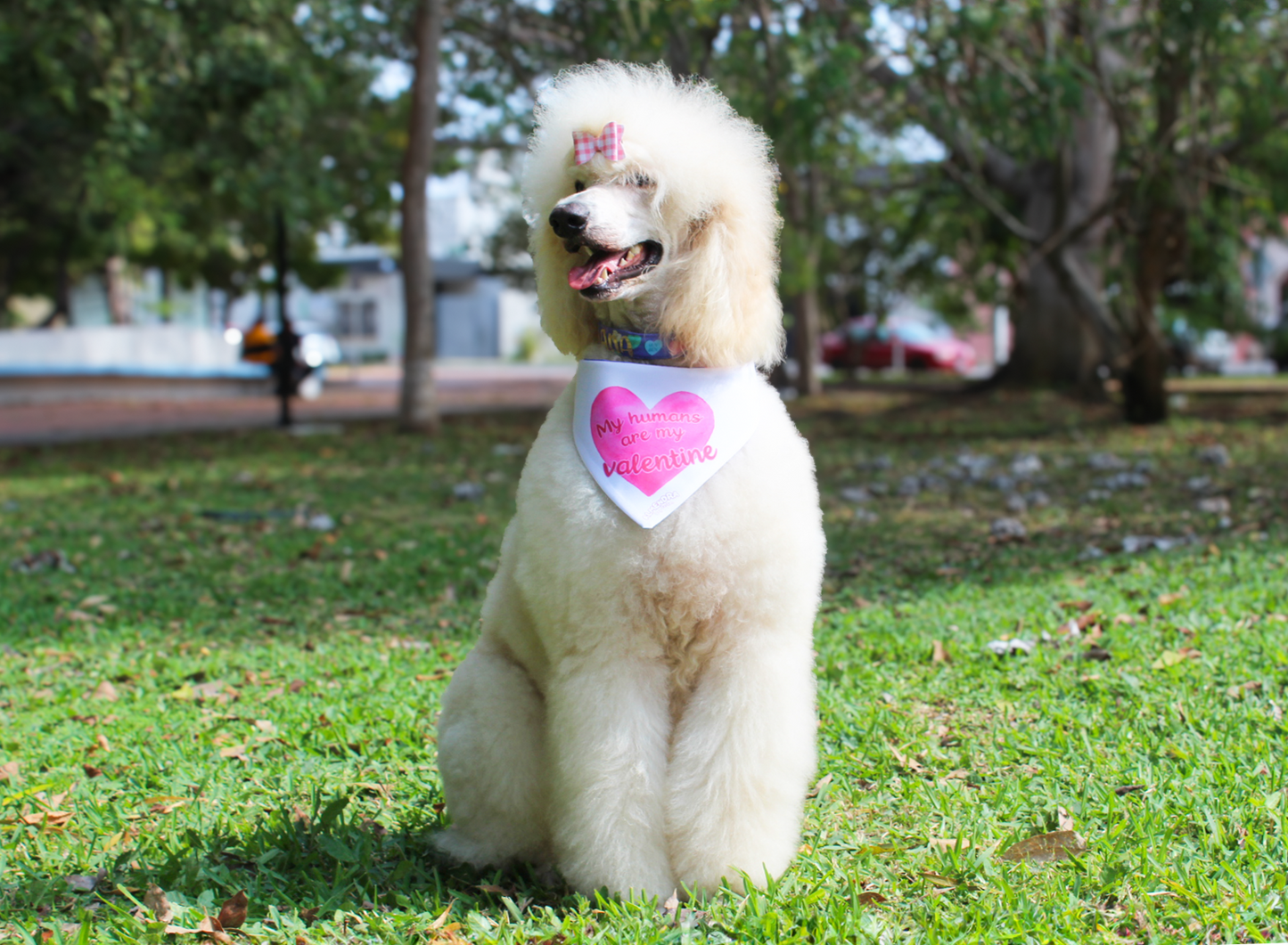 Bandana Sweetheart Candy / My humans