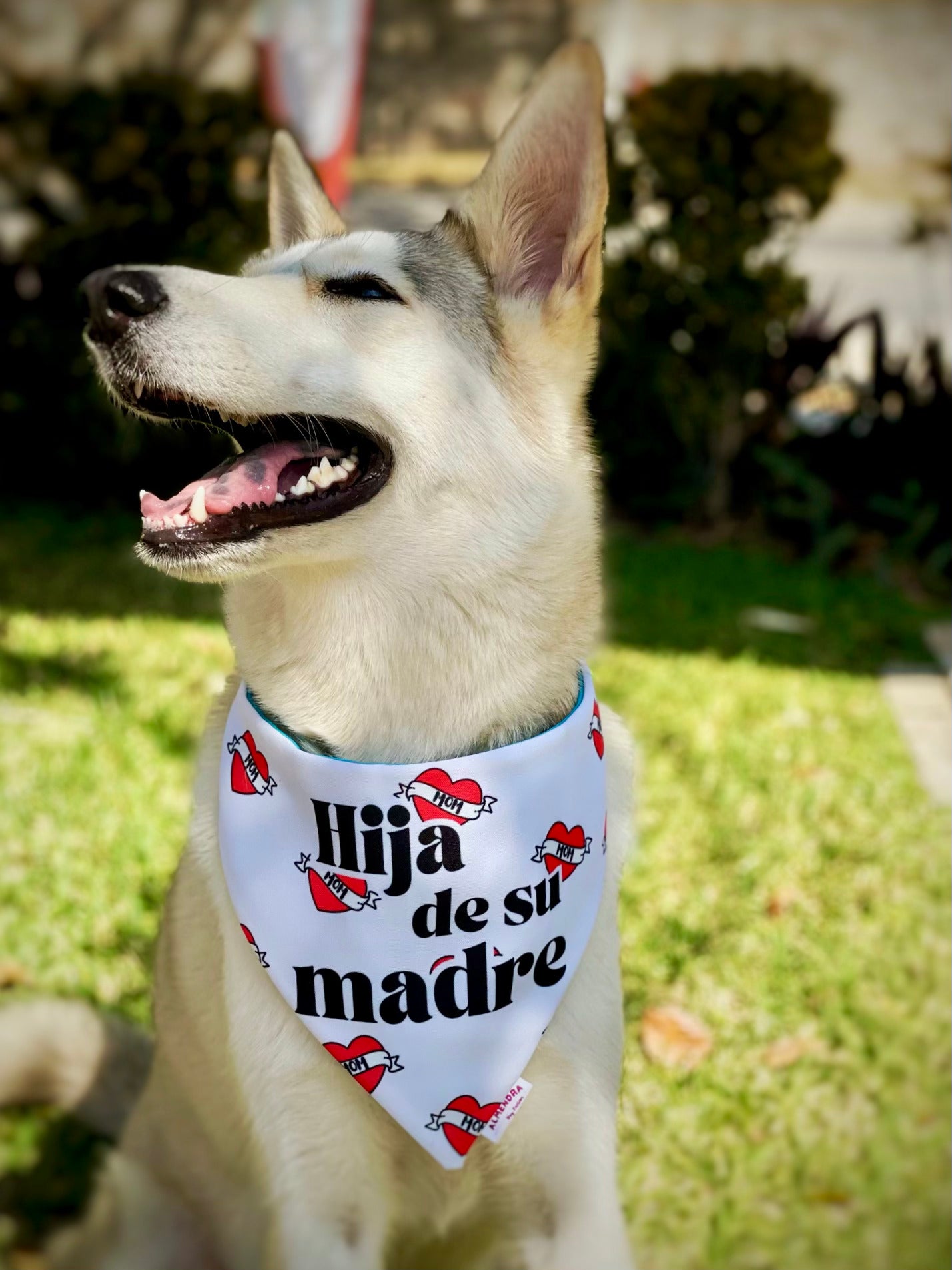 Bandana Hijx de su madre / Mom's Doggies