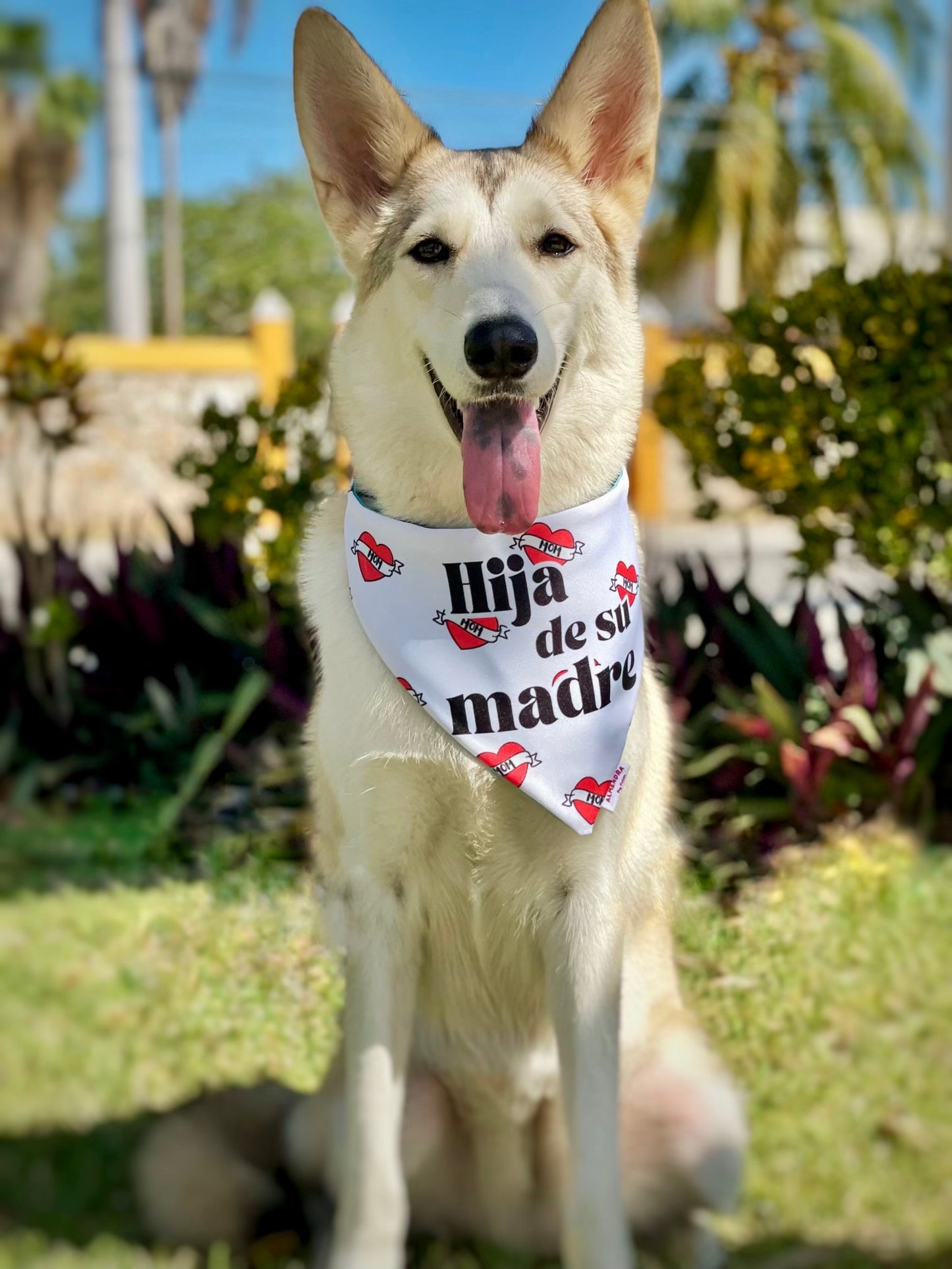 Bandana Hijx de su madre / Mom's Doggies