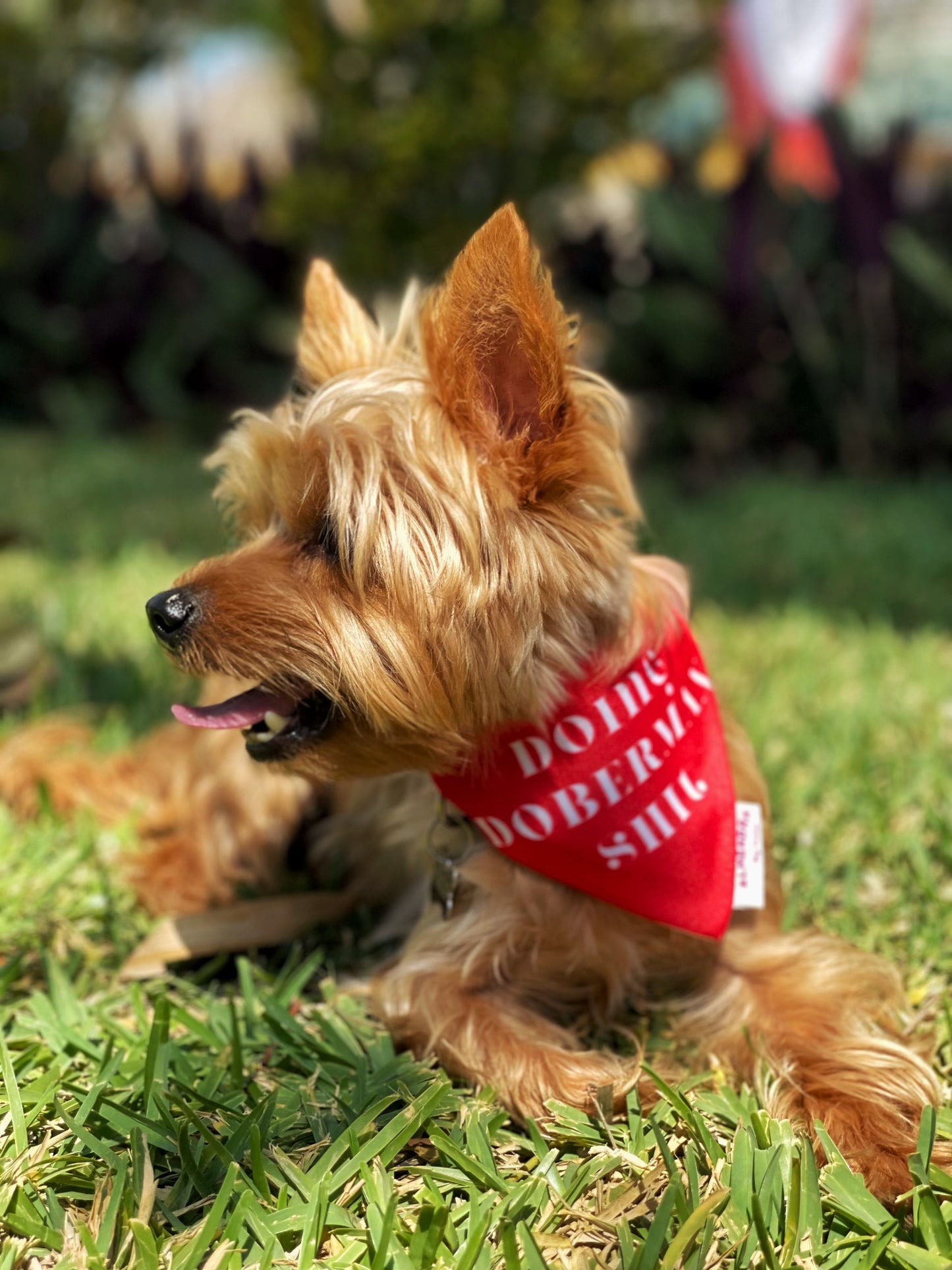 Kit Bandana y Playera Doing Mom / Doing Dog