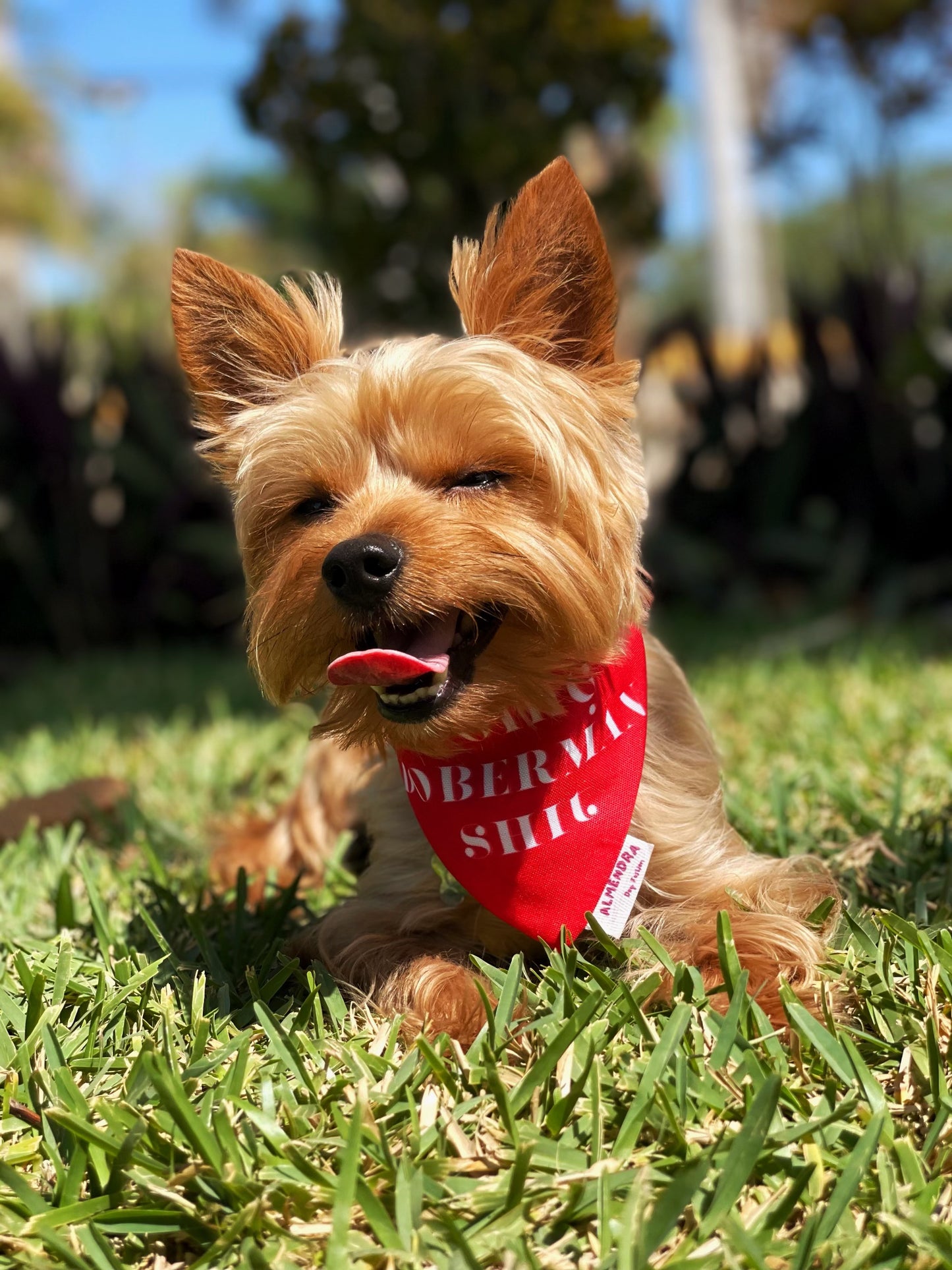 Kit Bandana y Playera Doing Mom / Doing Dog